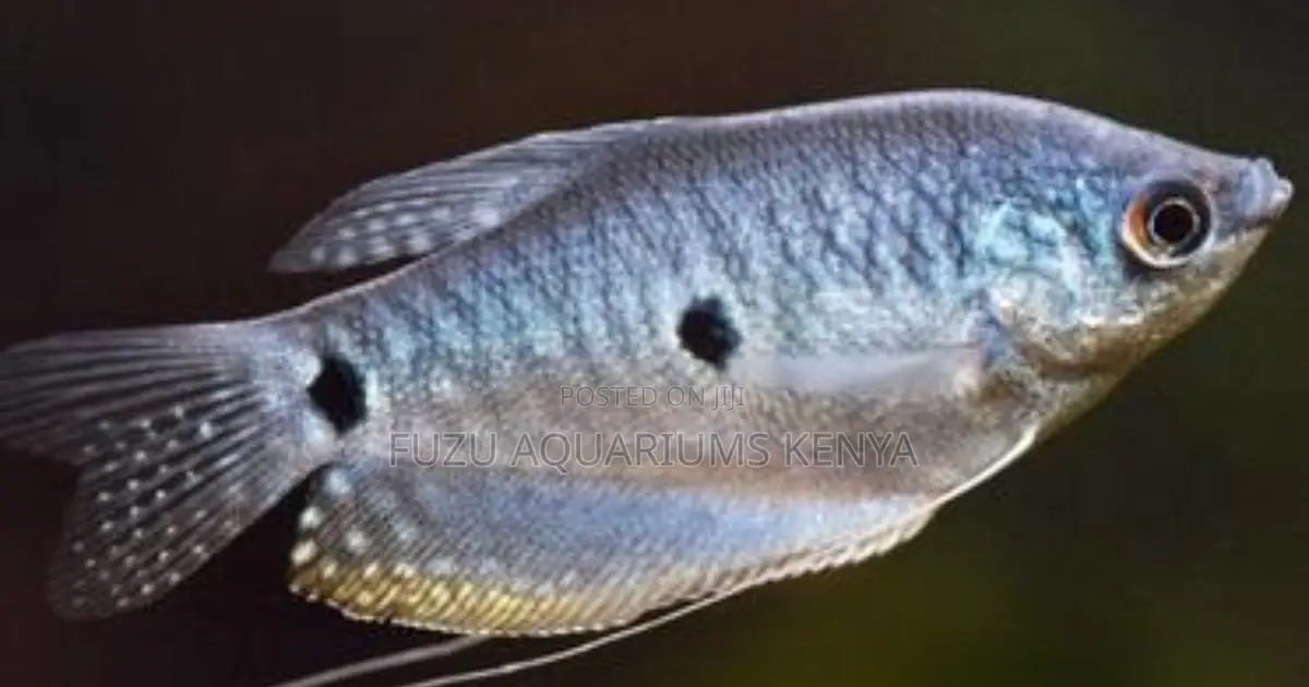 Healthy 3-Spot Gouramis for Sale Perfect for Community Tanks