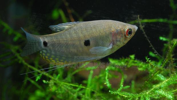 Beautiful Blue Gourami (3-Spot) – Add Color to Your Aquarium