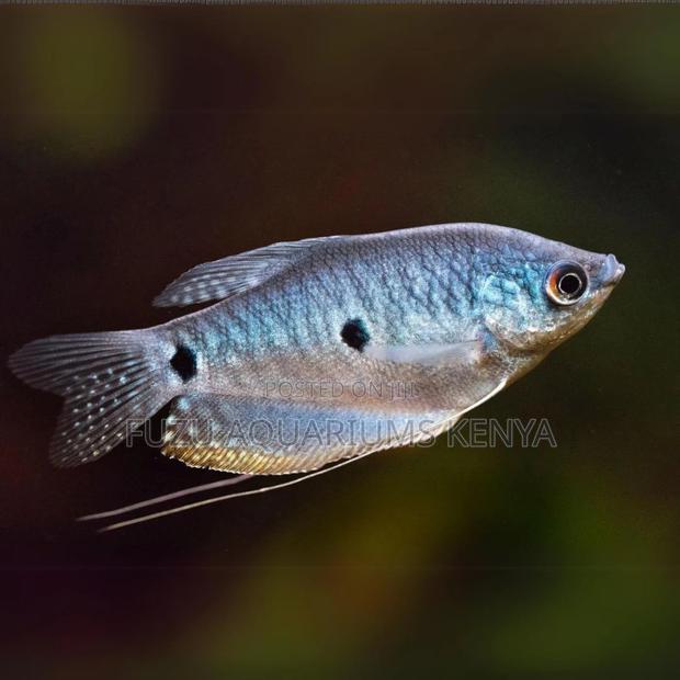 Elegant 3-Spot Gourami – Beauty for Your Aquarium