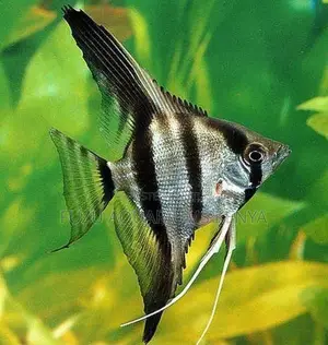 Majestic Angelfish – Graceful Centerpiece for Aquarium