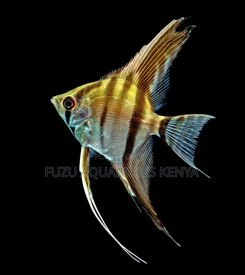 Premium Angelfish Elegant Peaceful Tank Addition