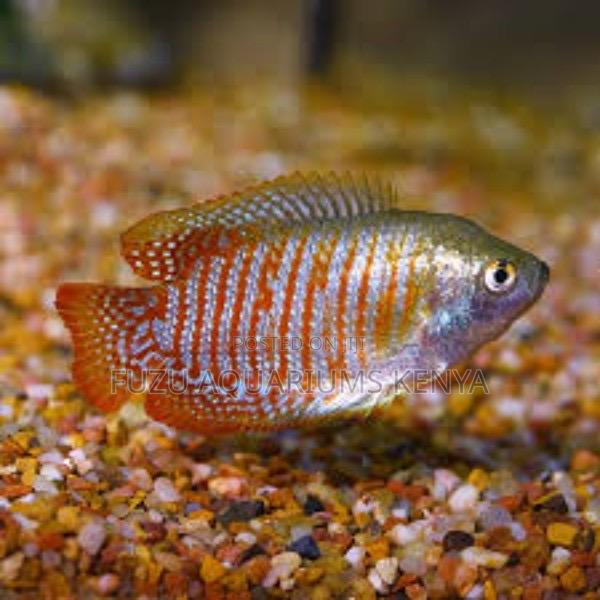 Brilliant Male Dwarf Gourami –Vibrant Colors,Peaceful Nature