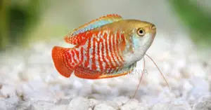 Red Flame Male Dwarf Gourami – Perfect for Nano