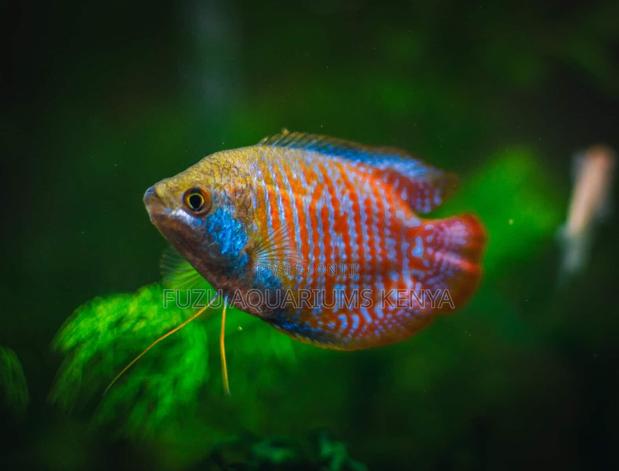 Healthy Male Dwarf Gouramis Add Personality to Your Aquarium