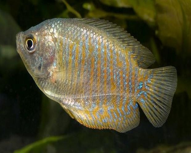 Peaceful Female Dwarf Gourami – Ideal for Mated Pairs