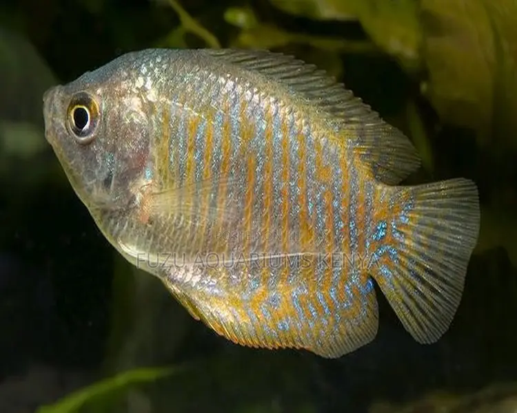 Peaceful Female Dwarf Gourami – Ideal for Mated Pairs