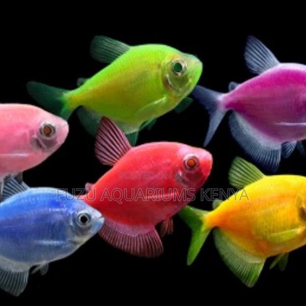 Assorted Red Glo Tetras – Perfect Schooling Fish for Tanks