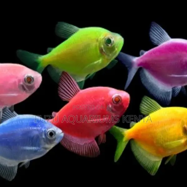 Assorted Red Glo Tetras – Perfect Schooling Fish for Tanks