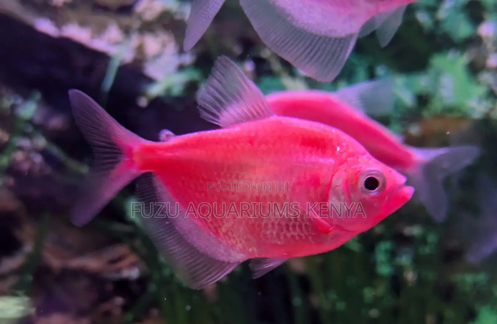 Charming Pink Glo Tetras – Bright Peaceful Aquarium Stars