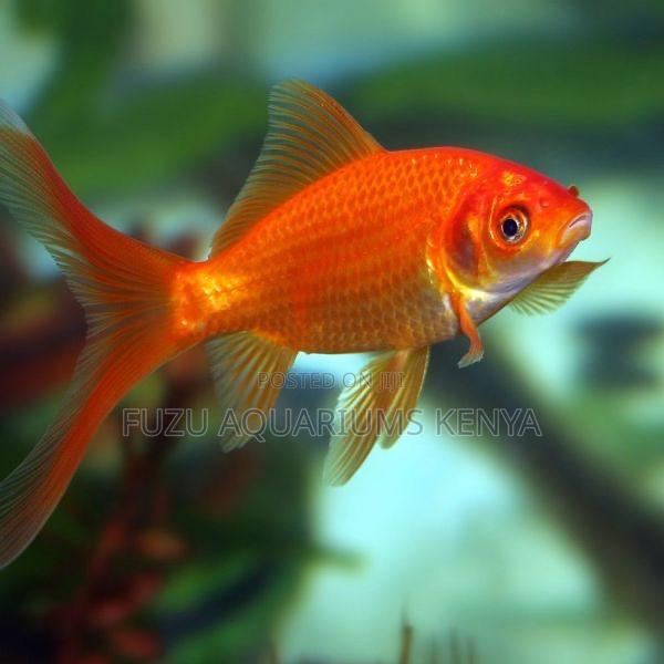 Classic Goldfish – Hardy Ideal for Any Aquarium or Bowl