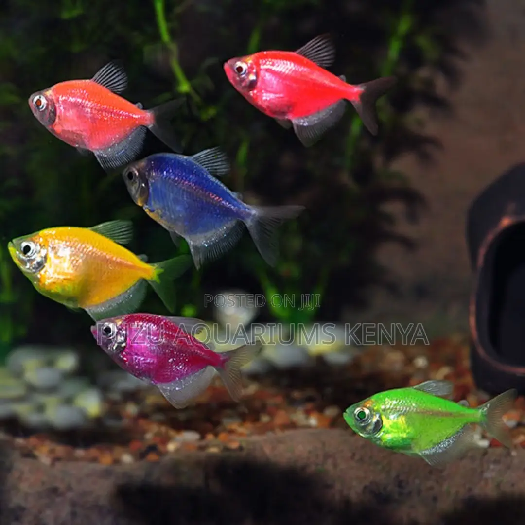 Assorted Glo Tetras a Colorful Mix to Brighten Your Aquarium