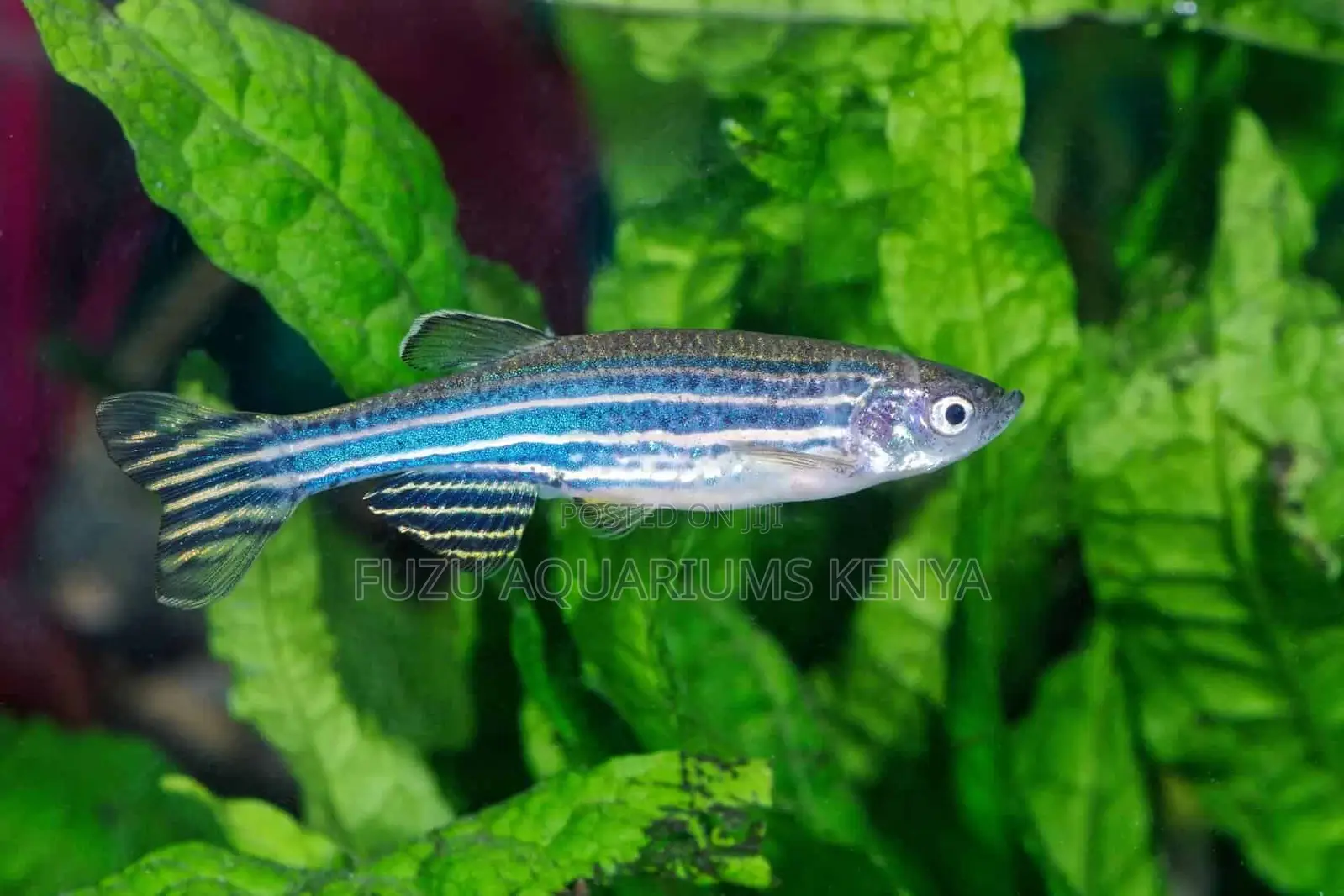 Active Zebra Danios – Hardy Striped Swimmers for Any Tank