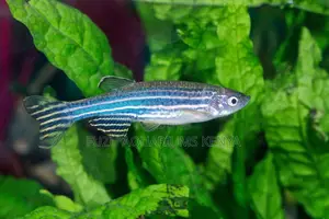 Active Zebra Danios – Hardy Striped Swimmers for Any Tank