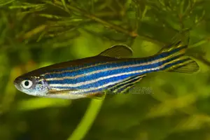 Zebra Danios for Sale – Fast, Fun Beginner-Friendly Fish