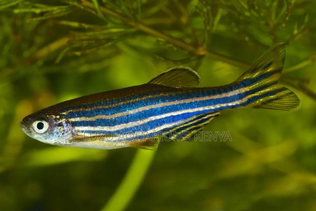 Zebra Danios for Sale – Fast, Fun Beginner-Friendly Fish
