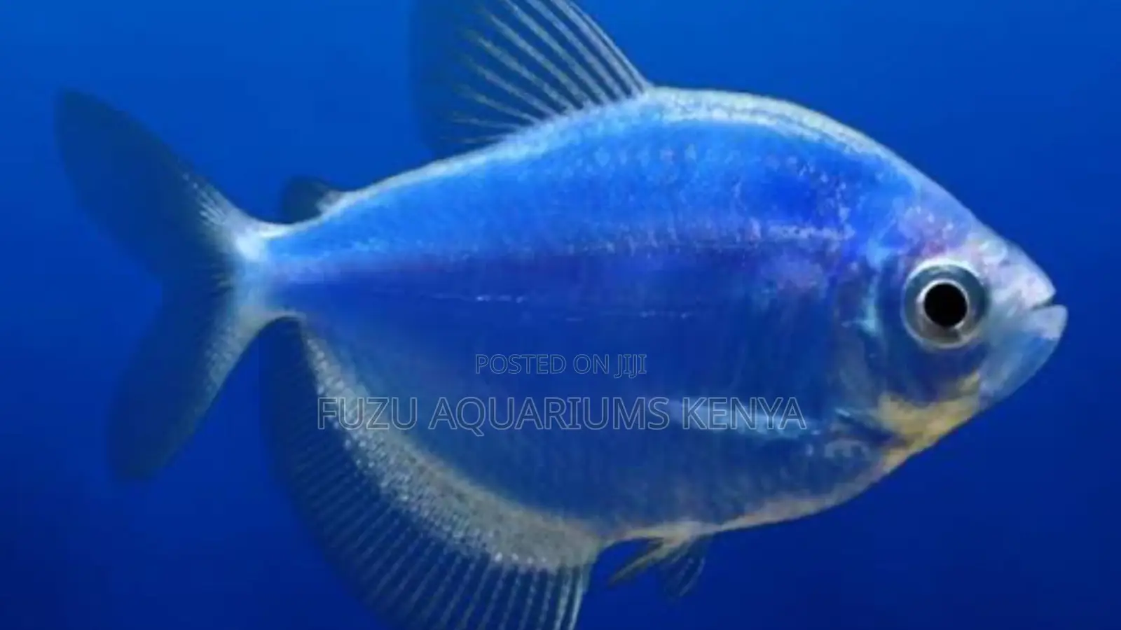 Dazzling Blue Glo Tetras – Bright, Active Easy to Keep