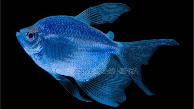 Neon Blue Glo Tetras – Stunning Schooling Fish for Tanks