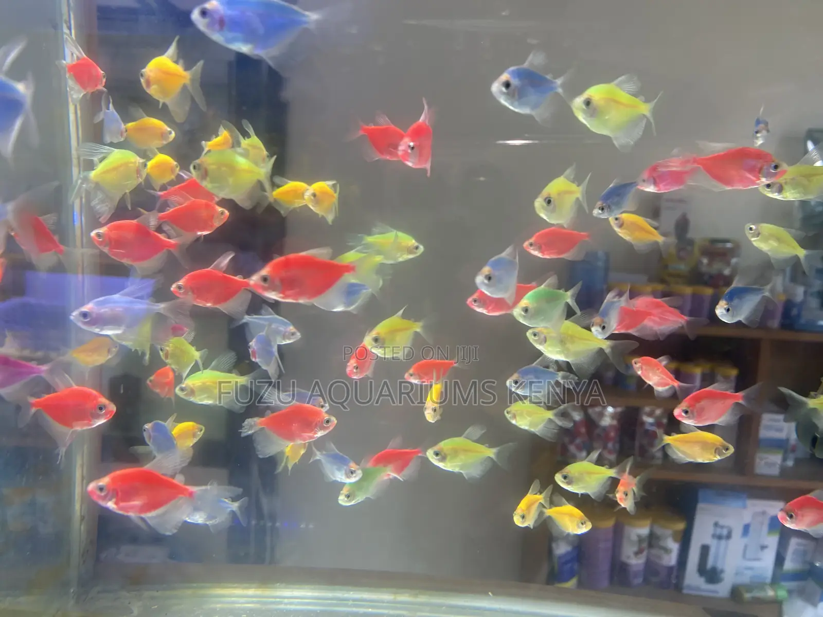 Assorted Glo Tetras Colorful Schooling Fish That Glow Bright