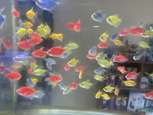 Assorted Glo Tetras Colorful Schooling Fish That Glow Bright