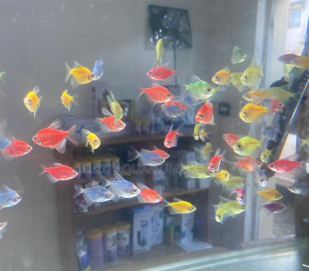 All-Inone Glow Assorted Glo Tetras in Red,Green,Pink More!