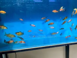 Mixed Goldfish Varieties Elegant Swimmers in Stunning Way