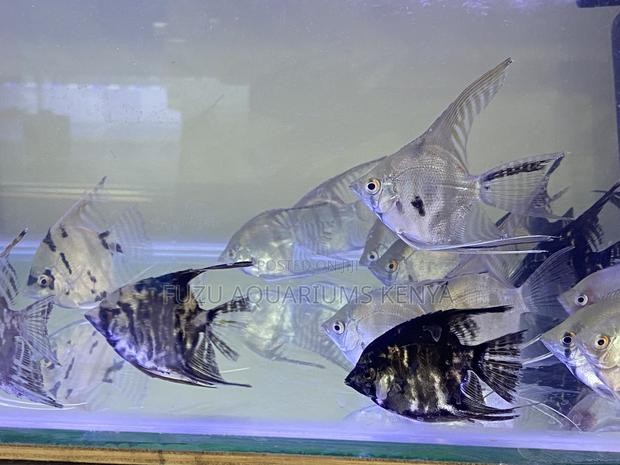 Elegant Angelfish Graceful Beautiful for Freshwater Tanks