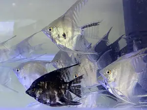 Angelfish for Sale – Stunning, Peaceful Fish for Aquarium