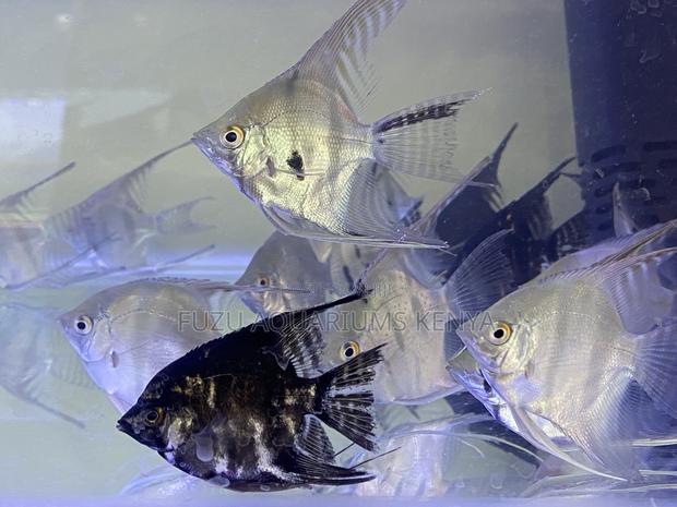 Angelfish for Sale – Stunning, Peaceful Fish for Aquarium