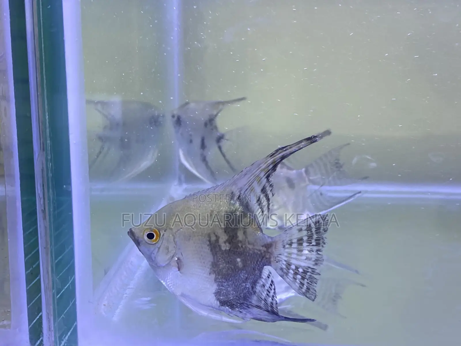 Beautiful Angelfish – A Perfect Blend of Color and Elegance