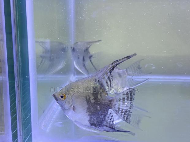 Beautiful Angelfish – A Perfect Blend of Color and Elegance