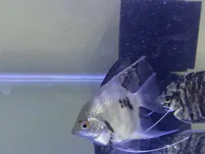 Vibrant Angelfish – Hardy for Your Aquarium Setup