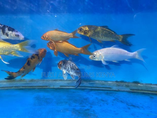 Premium Koi Fish – Bright Colors for Ponds Water Gardens