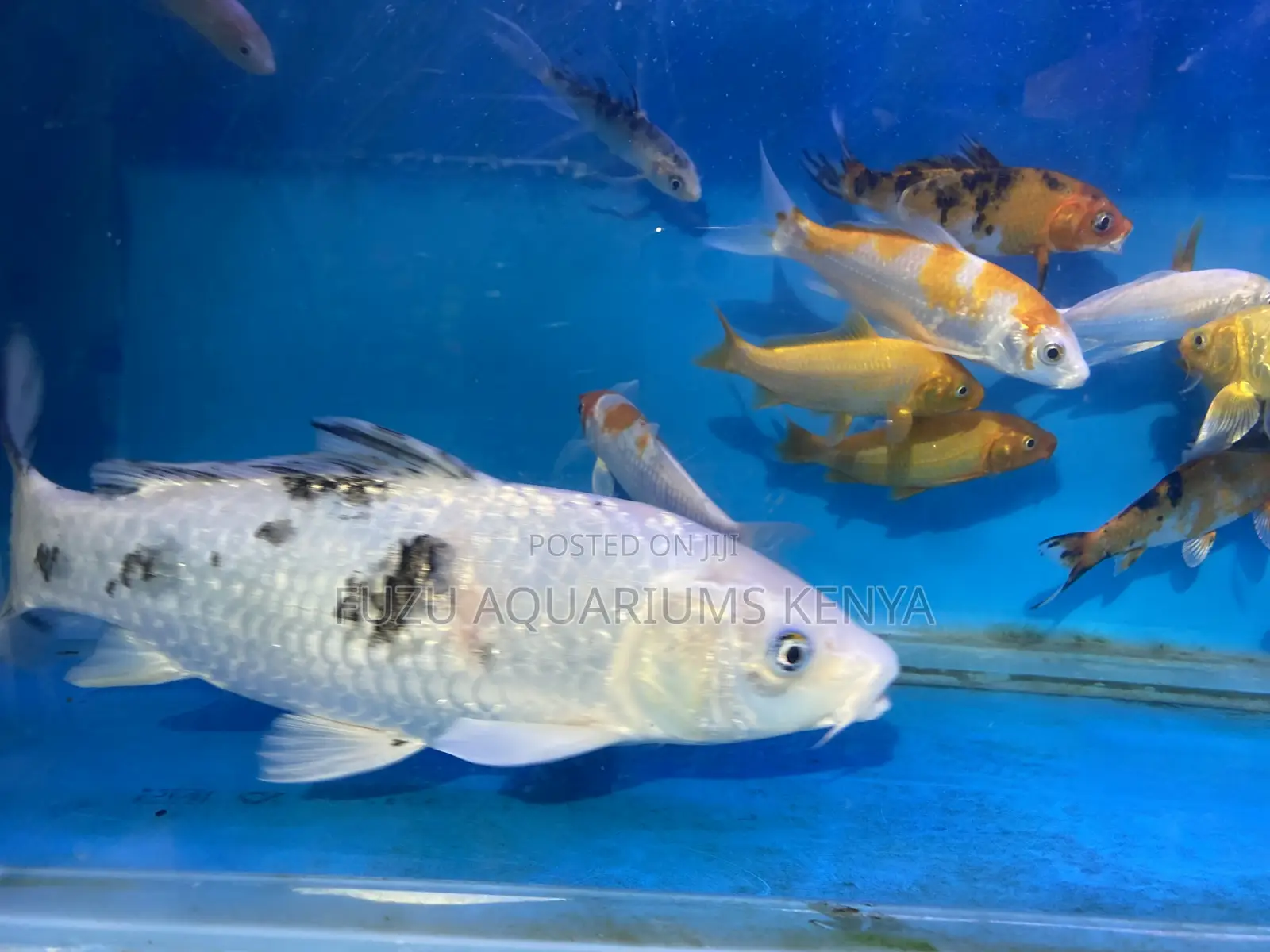 Healthy Koi for Sale – Long-Lived Beauties