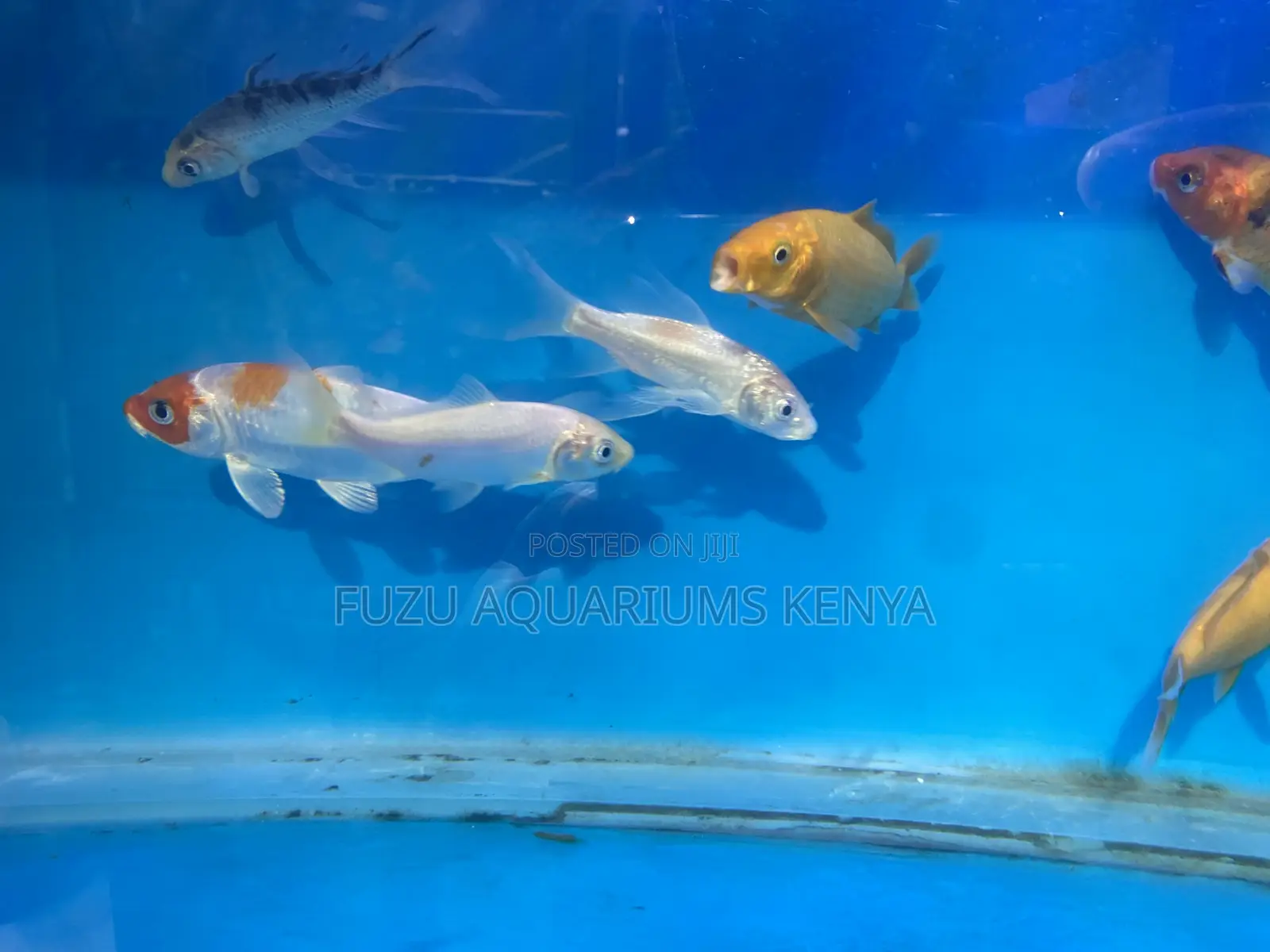 Live Koi Fish – Strong Swimmers With Stunning Patterns