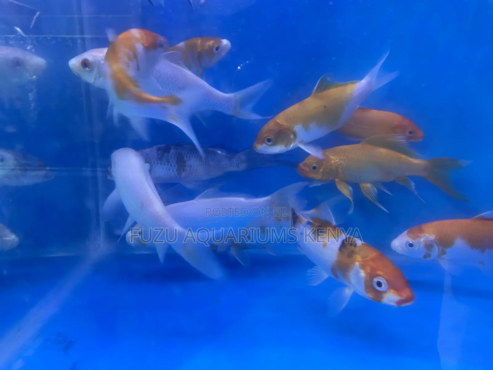 Colorful Japanese Koi – Peaceful Fish for Large Aquariums