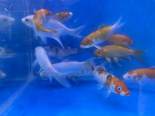 Colorful Japanese Koi – Peaceful Fish for Large Aquariums