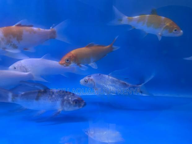 Mixed Koi Varieties – Bring Movement Beauty - main view