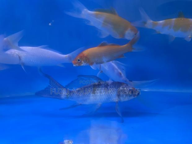 Assorted Koi Fish – Vibrant, Elegant Additions - main view