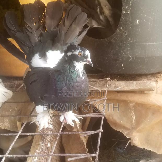 Ornamental Bird