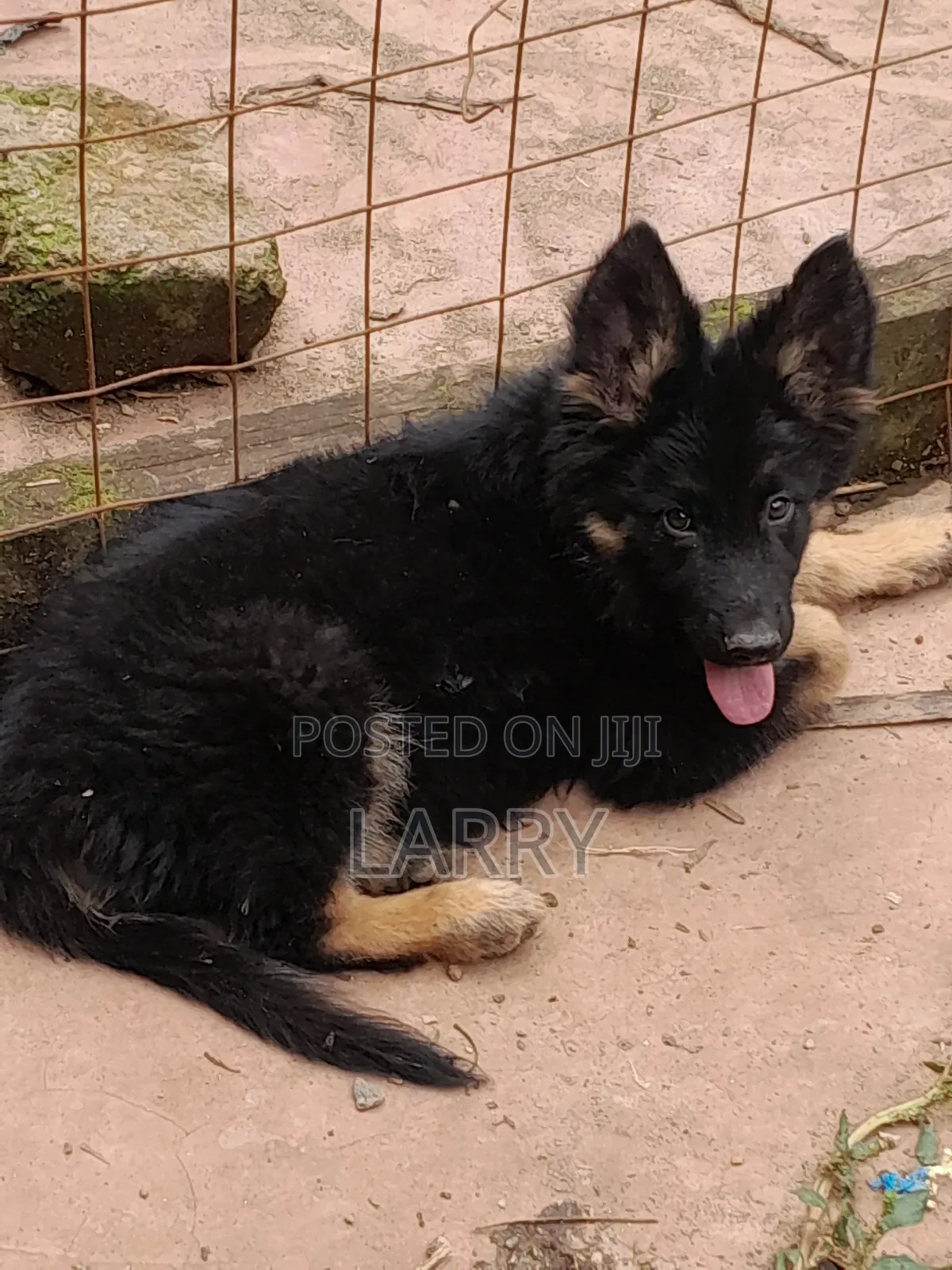 1-3 months Male Purebred German Shepherd