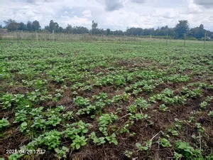 50/100 Plots on Sale Kiamunyi , Mercy Njeri