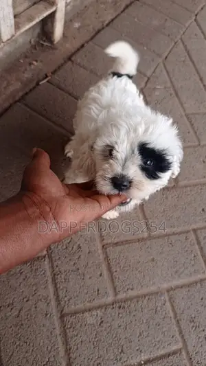 1-3 months Male Purebred Havanese