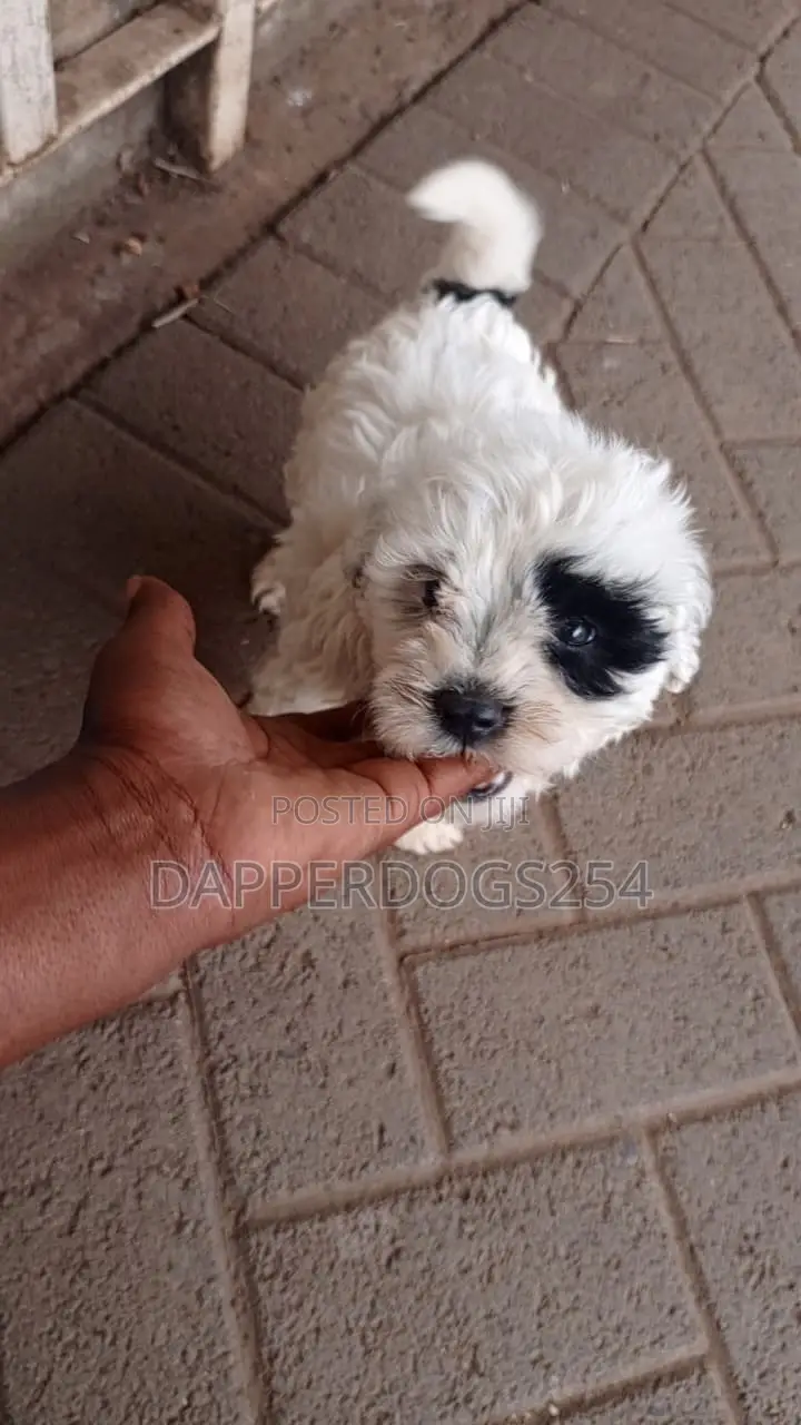 1-3 months Male Purebred Havanese