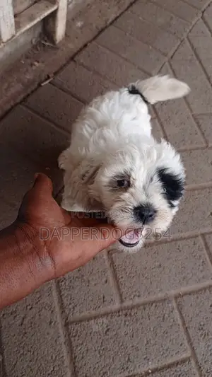 1-3 months Male Purebred Havanese