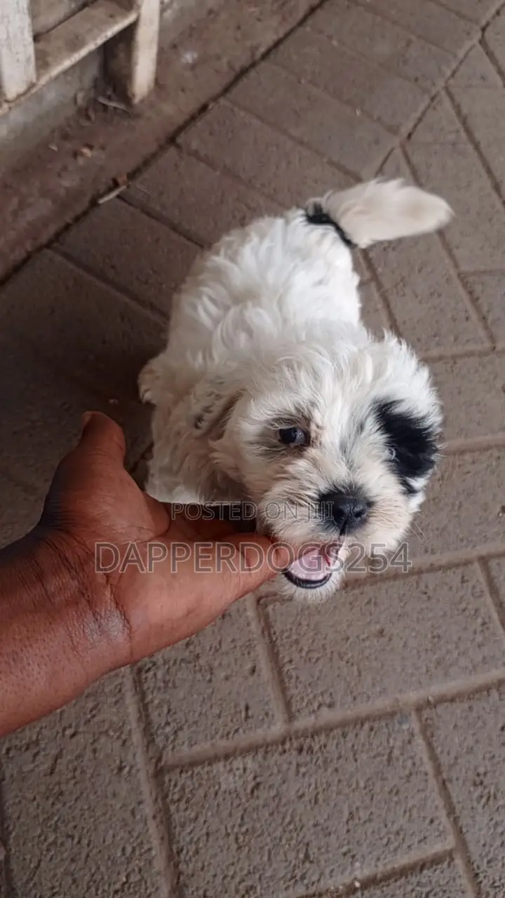 1-3 months Male Purebred Havanese