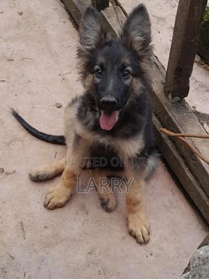 1-3 months Male Purebred German Shepherd - thumbnail 2