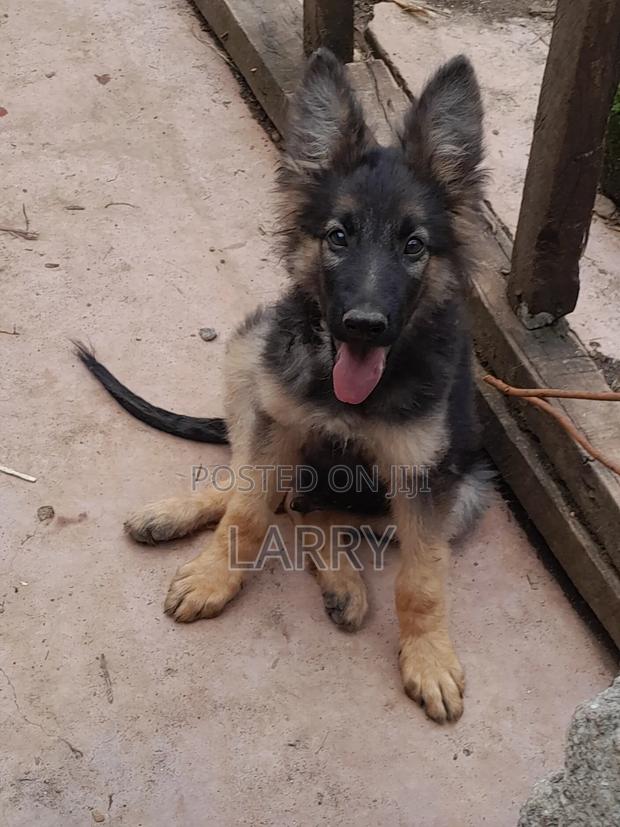 1-3 months Male Purebred German Shepherd - thumbnail 3