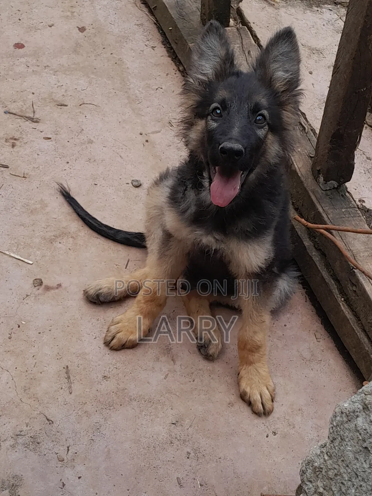 1-3 months Male Purebred German Shepherd