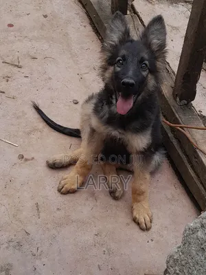 1-3 months Male Purebred German Shepherd