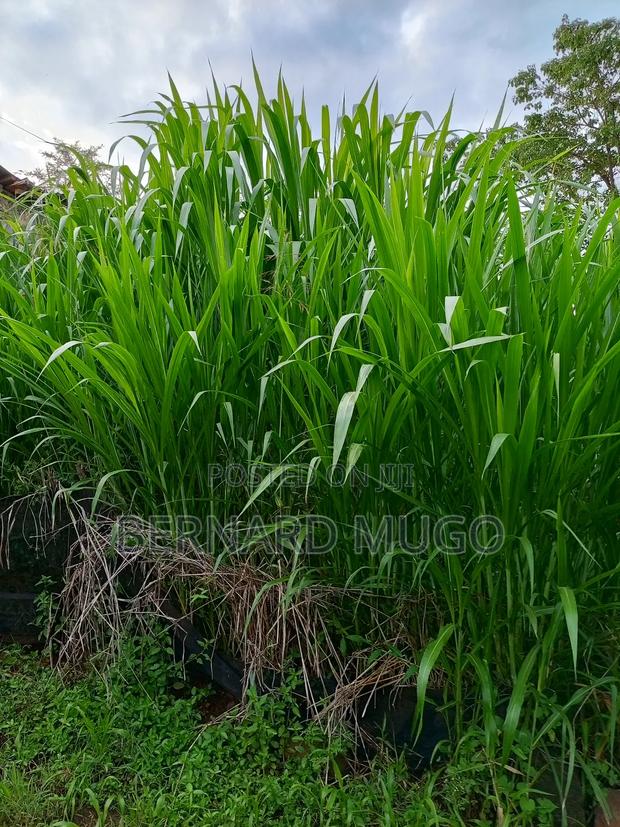 Super Nappier - Pakchong - main view